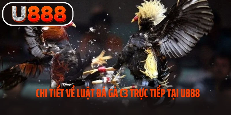 Chi tiết về luật đá gà C3 trực tiếp tại U888