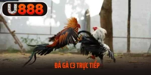 Đá Gà C3 Trực Tiếp – Hình Thức Chọi Kê Mãn Nhãn Tại U888