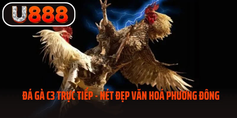 Đá gà C3 trực tiếp - nét đẹp văn hoá phương Đông