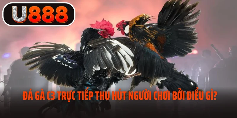 Đá gà C3 trực tiếp thu hút người chơi bởi điều gì? 
