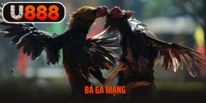 Đá Gà Mạng – Tham Gia Thế Giới Gà Chọi Đẳng Cấp Cùng U888