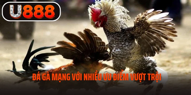 Đá gà mạng với nhiều ưu điểm vượt trội 