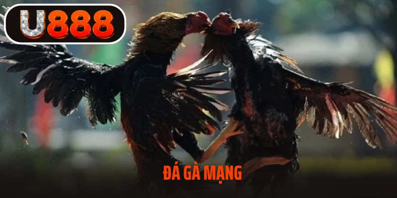 Đá Gà Mạng – Tham Gia Thế Giới Gà Chọi Đẳng Cấp Cùng U888
