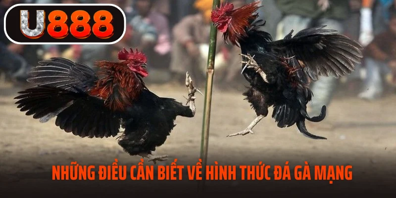 Những điều cần biết về hình thức đá gà mạng