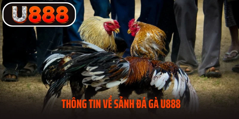 Thông tin về sảnh đá gà U888 hot nhất 2025
