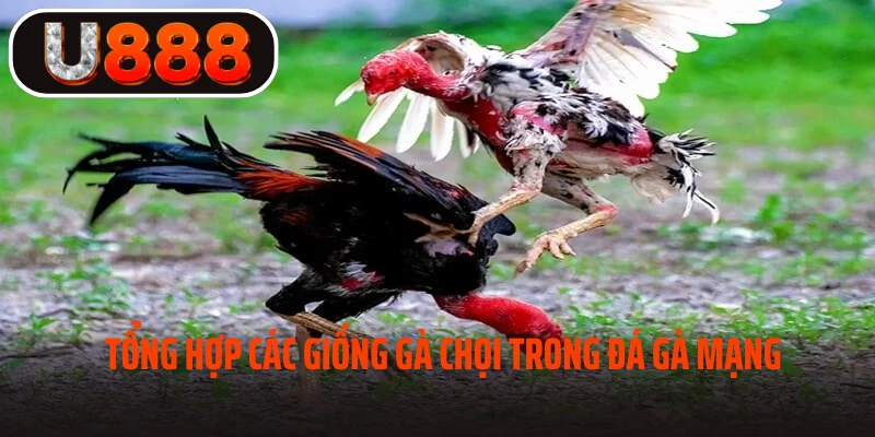 Tổng hợp các giống gà chọi trong đá gà mạng 