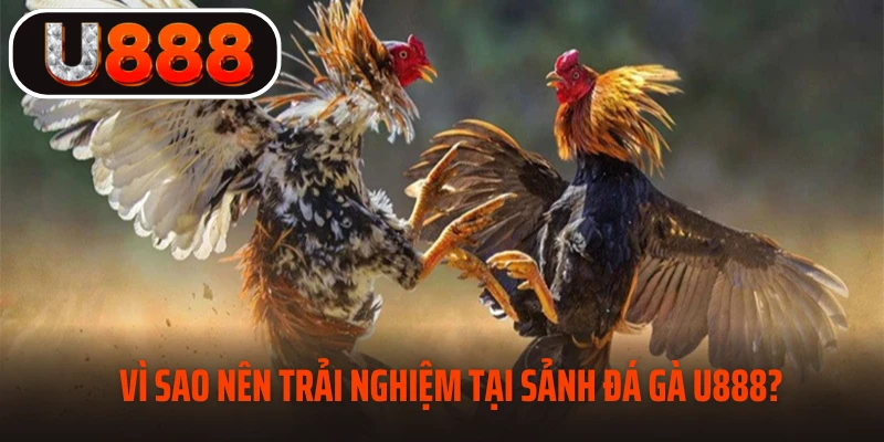 Vì sao nên trải nghiệm tại sảnh đá gà U888?